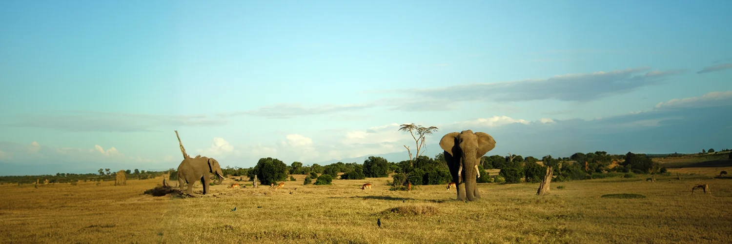 Maasai Mara Game Drive
